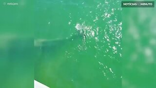 Filhote de baleia surge em lagoa na Califórnia