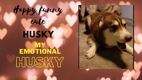 happy funny cute husky My emotional husky