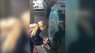 A Seal Loves to Play with Stuffed Animal