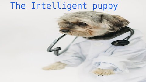 The Intelligent puppies