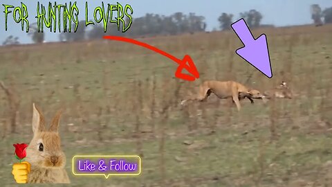 Fastest Greyhounds Vs high speed Hare | Los galgos más rápidos contra el conejo de alta velocidad