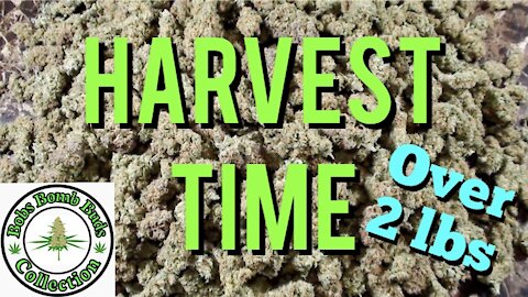 My Cannabis Crop Harvest From My 4 Part Video on: The 4 Stages of Flowering Cannabis.