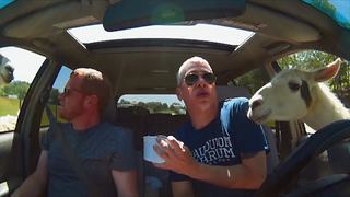 Hilarious Llamas Attack Two Guys In A Car