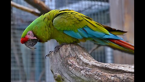 Talking parrot asks squirrel to speak with him Parrot funny 2021