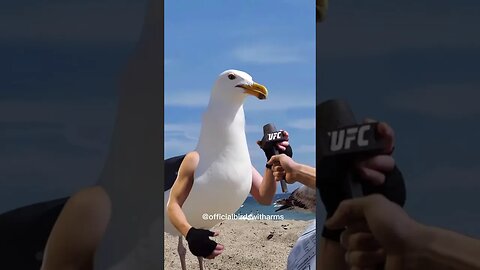 If Conor McGregor was a seagull...