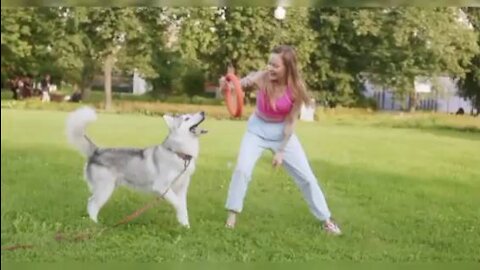 aining dog # cat fait beautiful video Tricks To Teach Your Dog Cat Fight Compilation Video