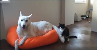 DOG PLAYS WITH KITTEN