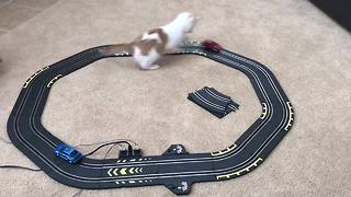Fast & the Furry-ious! Playful Cat Enjoys Toy Race Track