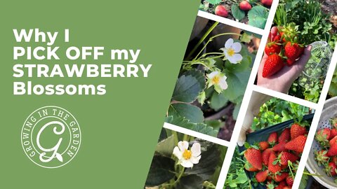 Why I PICK OFF my STRAWBERRY blossoms