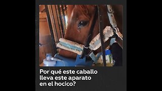 Los caballos, como los humanos, padecen asma y necesitan tratamiento