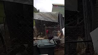 Farm Cam. Rooster watch