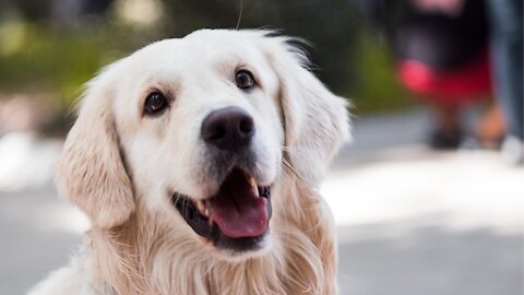 How to safely train your dog to walk without a leash.