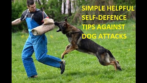Learn Simple Tips On How to Defend Yourself Against Wild Dogs