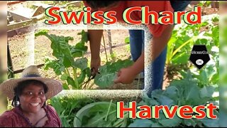 Swiss Chard Harvesting - 15Jun2022