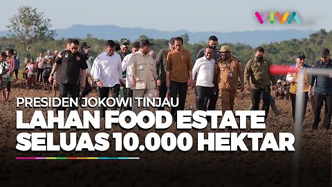 Jokowi Tinjau Food Estate Seluas 10.000 Hektare di Keerom Papua