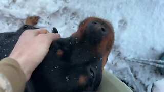 Rottweiler Rosie Loves the Snow!
