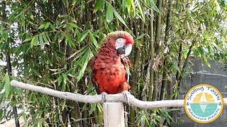 Family, Fur and Feathers: Sailing from CATALINA to SAN DIEGO (Sailing Tashi Episode 20)