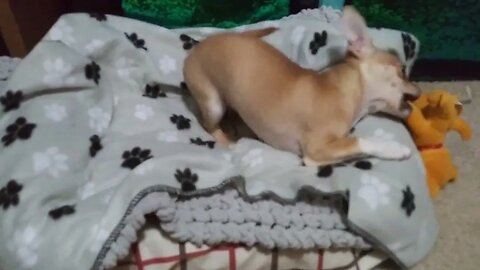 Honey Baby 5 month old Tiny Apple Head Chihuahua #puppy