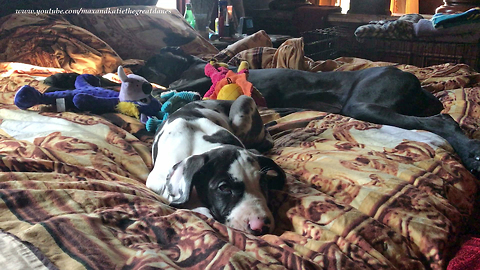 Great Dane puppy finally stops for nap time