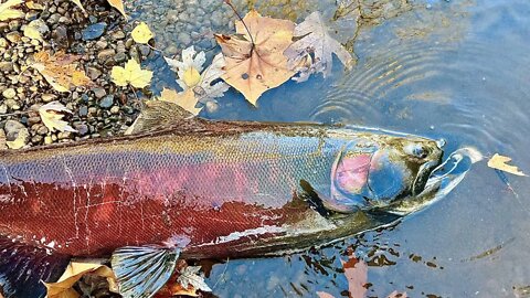 November Salmon Fishing with Spinners / Reel Michigan Anglers Steelhead Slammer Spinner For Coho