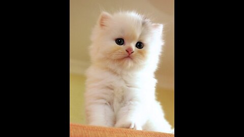 Cute white persian kitten