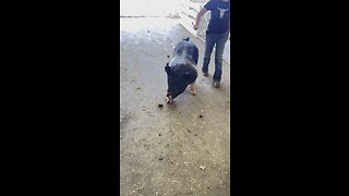 Kern County Fair piggies #pigs #piggy #farmanimals #pork