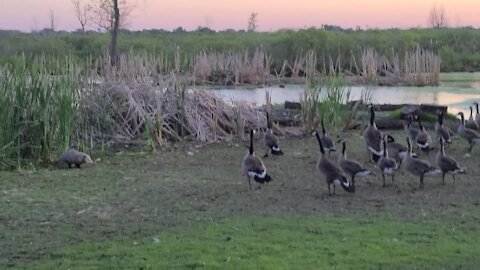 Geese band together to defend against possum intruder