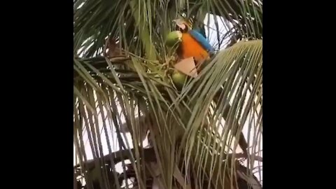 Briliant bird 🤔🤔