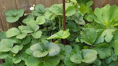 #Electroculture update #9 | the strawberries are producing a second yield 🍓 #strawberries #gardening