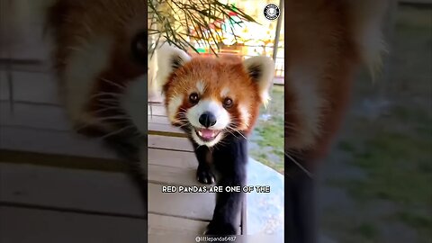 Red Panda 🐼 Dangerously Cute and Fierce!