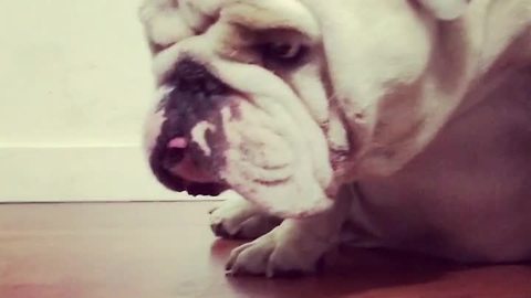 Irritated bulldog squishes annoying puppy