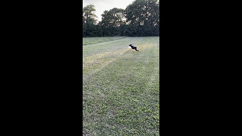 Chance and the frisbee