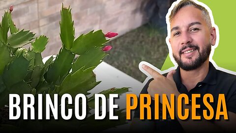 COMO PLANTAR E CULTIVA O BRINCO DE PRINCESA DICAS DE ADUBAÇÃO, REGA E MUITO MAIS