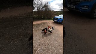 chickens thinking I have food. Reddacleave campsite Dartmoor 25th March 2023