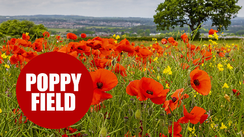 Poppy field springs up in Midlothian