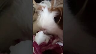 Cute Guinea pig eating