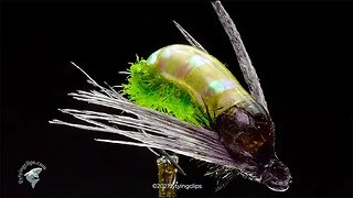 Iridescent Caddis Nymph Pupa Fly Tying Instructions - Tied by Herman deGala