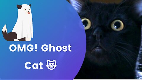 OMG! Ghost Cat 😻 Funny And Cute Cats Compilation - 2021