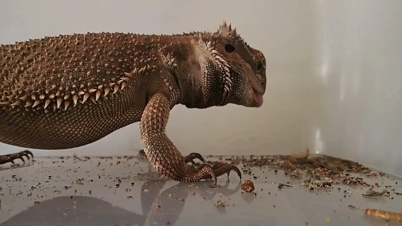 Big Hungry Dragon Lizards 🦎 🦗🐉lizard 