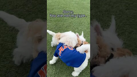 Funny pet / cute dog talking/ " you are not my type, please stop."