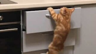 Ce chat se sert de tiroirs comme d'une échelle!