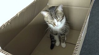 This Funny Cat Loves Boxes