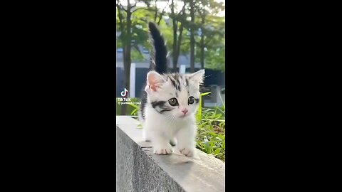 Beautifull cat