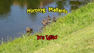 Morning Mallards