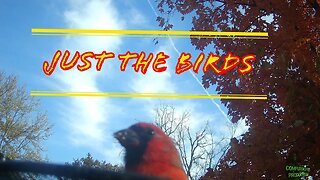 Just The Birds - Bird Cam 1
