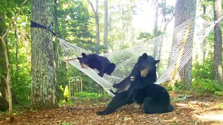 HAMMOCK BEARS: Momma Bear and Two Cubs Play On a Hammock