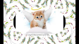 The animals are angels that protect your life, they are special! [Quotes and Poems]