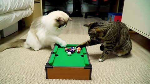 Cats playing snooker