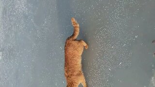 Cat Steals Fisherman's Catch