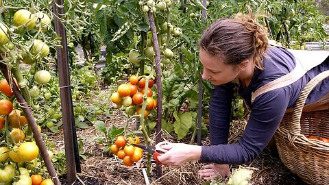 From Seed to Harvest: Our Incredible 24-week Journey Growing Fresh Tomatoes!